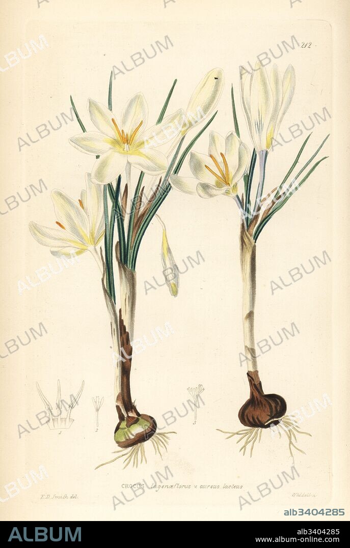 Dutch yellow crocus, Crocus flavus (Cream-coloured crocus, Crocus lagenaeflorus var. aureus lacteus). Handcoloured copperplate engraving by Weddell after Edwin Dalton Smith from John Lindley and Robert Sweet's Ornamental Flower Garden and Shrubbery, G. Willis, London, 1854.
