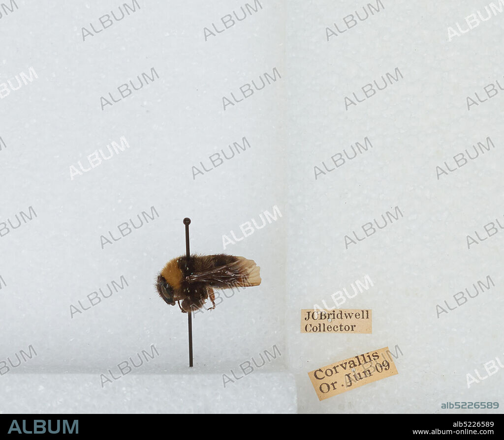 Corvallis, Benton, Oregon, United States, Bombus (Fervidobombus) californicus Smith, Animalia, Arthropoda, Insecta, Hymenoptera, Apidae, Apinae.
