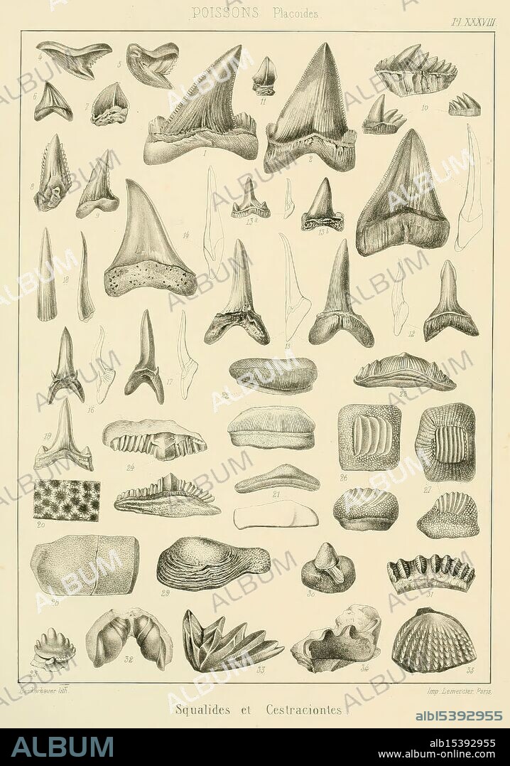 Traité de paléontologie, London, H. Ballière, J.-B. Baillière, 1853-1857, paleontology, fossils, pictorial works, fossil stories.