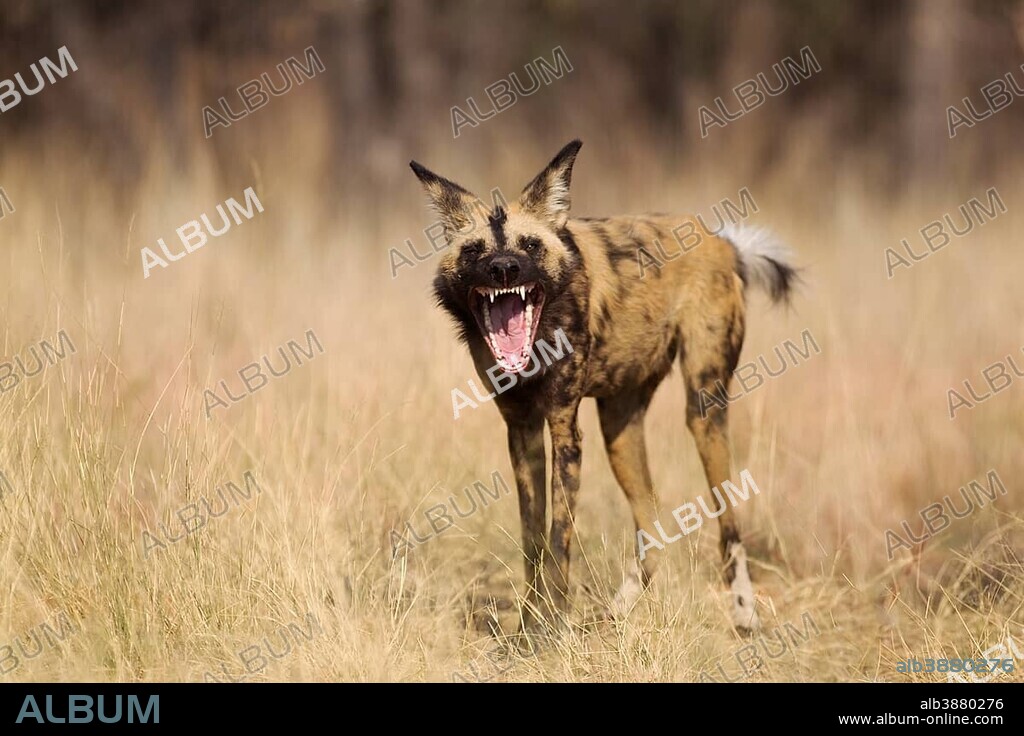 African Wild Dog (Lycaon pictus), yawning, endangered species, captive, Harnas Wildlife Foundation, Namibia
