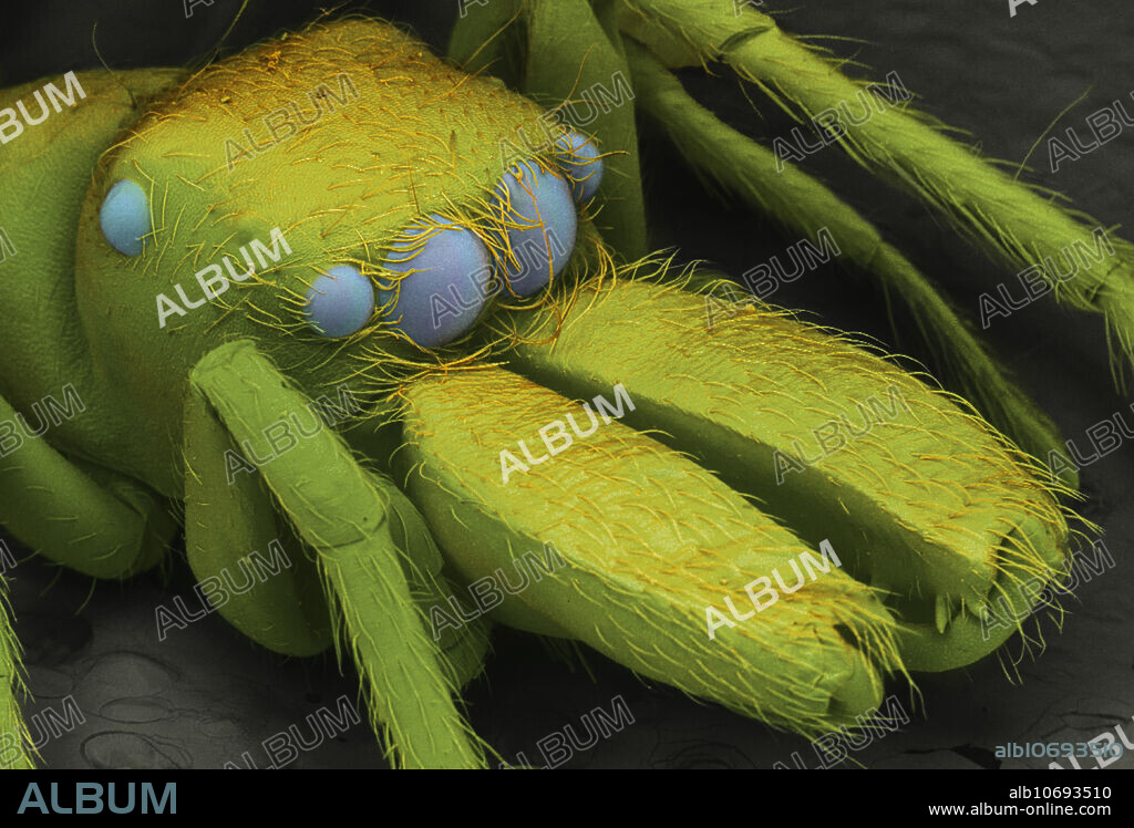 Jumping spider. Colour enhanced scanning electron microscope (SEM) image of a jumping spider (Myrmarachne formicaria). Jumping spiders stalk their prey before leaping on it from a few centimetres away. Spiders of the Myrmarachne genus look very similar to, and mimic, ants. Four eyes are seen on its head. The large chelicerae (at lower centre) are pincers that are used to tear up its food. Either side of these are the two palps, sensory structures for feeling and manipulation. This is a male spider which has larger fangs. Magnification: x34 when printed 10 cm wide.