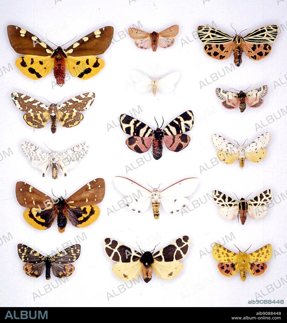 Butterflies/moths - (left to right) Pericallia matronula, Phragmatobia fuliginosa, Apantesis virgo, Arachnis zuni, Hyphantria cunea, Chlanidophora patagiata, Ecpantheria decora, Ammobiota festiva, Estigmene acrea, Platarctia parthenos, Amsacta lactinea, Cymbalophora pudica, Acerbia alpina, Arctia flavia, Diacrisia purpurata.