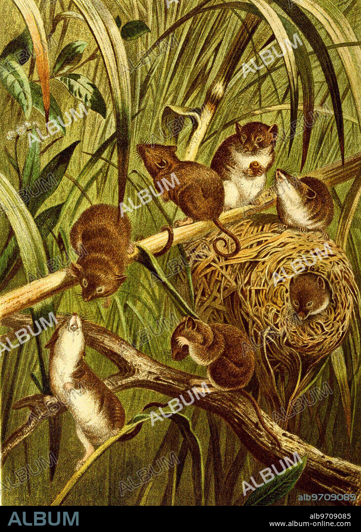 The harvest mouse, Micromys minutus, also known as the Eurasian harvest mouse to distinguish it from other harvest mouse species, is a species of rodent in the Old World mouse group.