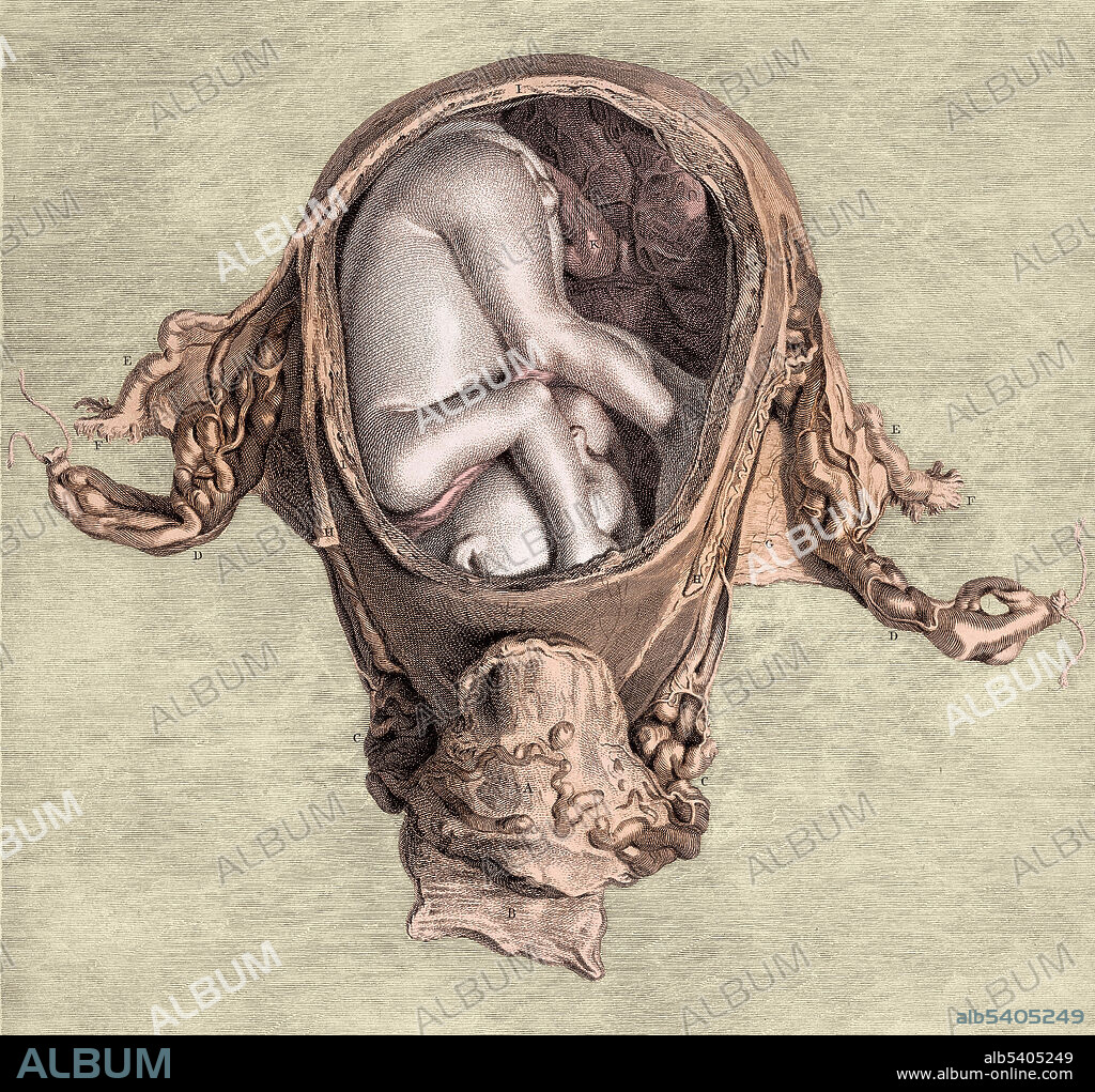 Fetus In Utero At Six Months, Illustration