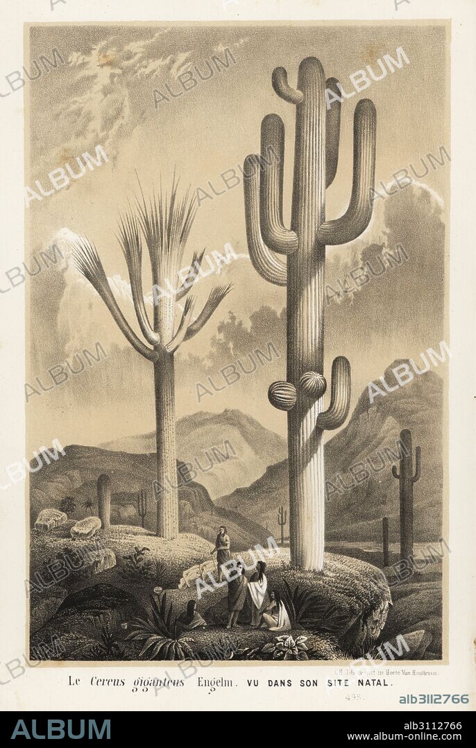 Saguaro cactus, Carnegiea gigantea (Cereus giganteus). Lithograph from Louis van Houtte and Charles Lemaire's Flowers of the Gardens and Hothouses of Europe, Flore des Serres et des Jardins de l'Europe, Ghent, Belgium, 1862-65.