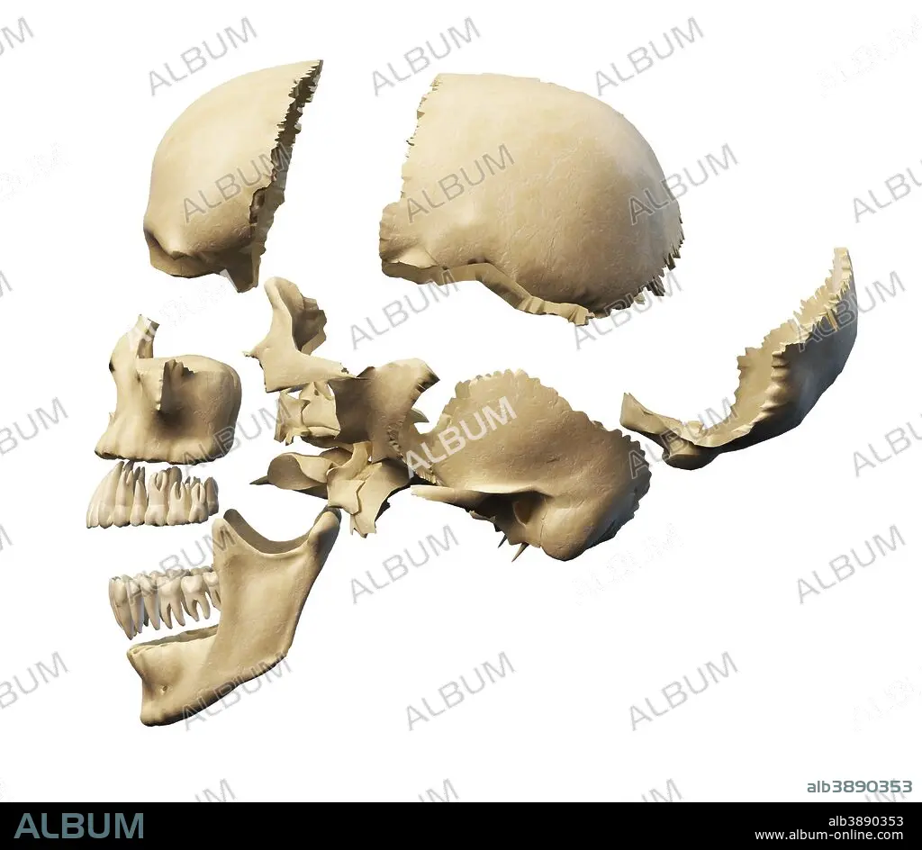 38-kT THE SKELETON 新品未開封 Side view of human skull with parts exploded. - Album alb3890353