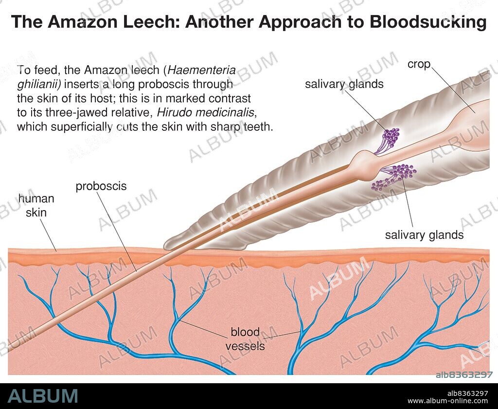 To feed, the Amazon leech inserts a long proboscis through the skin of its host.