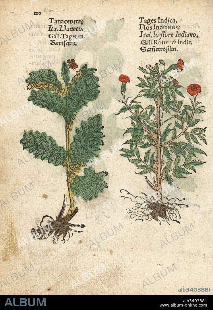 Feverfew, Tanacetum parthenium, and Mexican marigold, Tagetes erecta. Handcoloured woodblock engraving of a botanical illustration from Adam Lonicer's Krauterbuch, or Herbal, Frankfurt, 1557. This from a 17th century pirate edition or atlas of illustrations only, with captions in Latin, Greek, French, Italian, German, and in English manuscript.