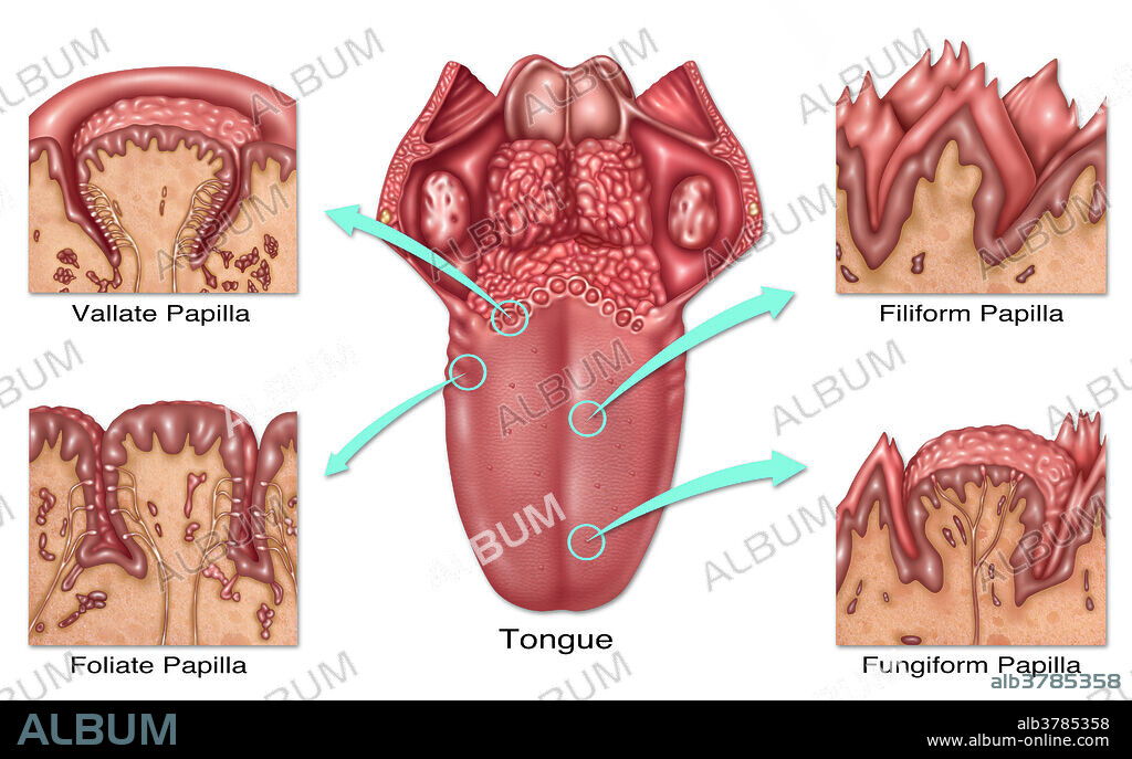 Lingual Papilla and Taste Buds, Illustration