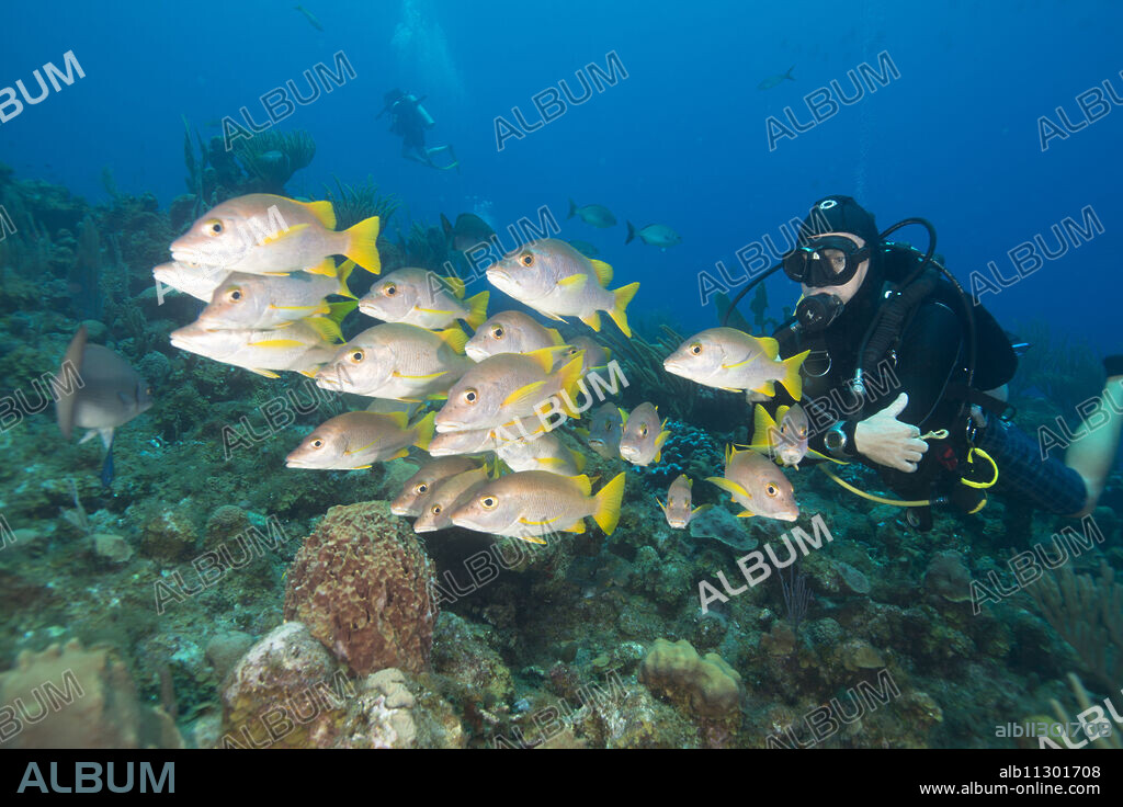 Diver watching schooling snapper fish in Turks and Caicos Islands, West Indies, Central America.