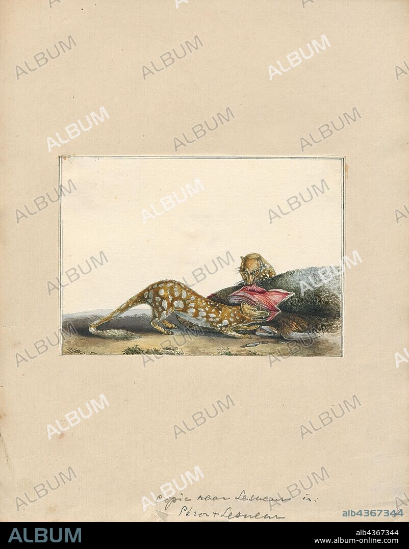 Dasyurus maculatus, Print, The tiger quoll (Dasyurus maculatus), also known as the spotted-tail quoll, the spotted quoll, the spotted-tail dasyure or the tiger cat, is a carnivorous marsupial of the quoll genus Dasyurus native to Australia. With males and females weighing around 3.5 and 1.8 kg, respectively, it is mainland Australia's largest carnivorous marsupial, and the world's longest extant carnivorous marsupial (the biggest is the Tasmanian devil). Two subspecies are recognised; the nominate is found in wet forests of southeastern Australia and Tasmania, and a northern subspecies, D. m. gracilis, is found in a small area of northern Queensland and is endangered., 1700-1880.