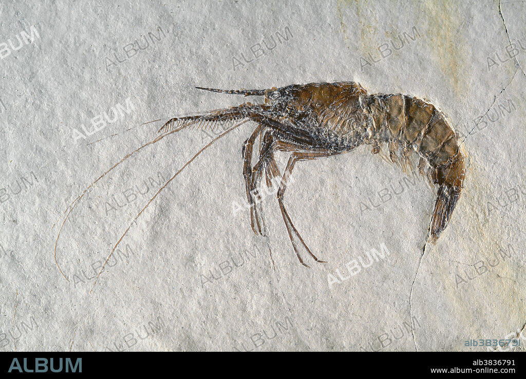 Aeger tipularis, fossil shrimp or prawn, Jurassic Period. Carnegie Museum.