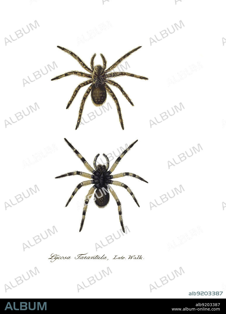 Tarantula wolf spider (Lycosa tarantula), dorsal and ventral view, as illustrated by Carl Wilhelm Hahn in his Monographia Aranearum, also known as Monographie der Spinnen, in the 1820s.