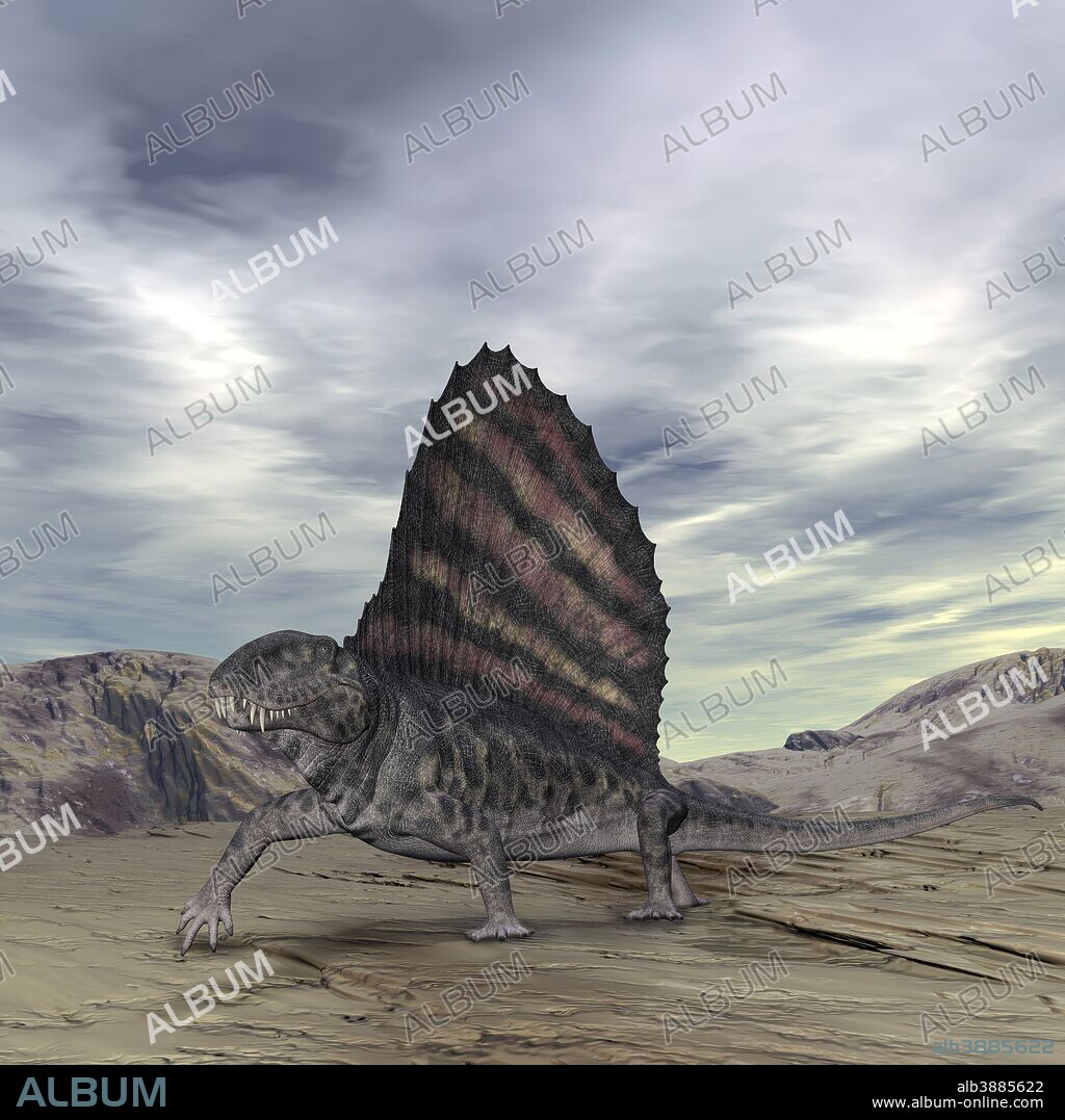 An eleven foot long Dimetrodon grandis traverses an Earth that became cooler and dryer during the Early Permian period.. . 280 million years ago, long before the reign of dinosaurs, Dimetrodon emerged as the dominant land predator, a position they held for the next 20 million years. Contrary to their reptilian stance and dinosaur-like appearance, Dimetrodon are in fact more closely related to mammals, and hence to humans, than to dinosaurs or reptiles.