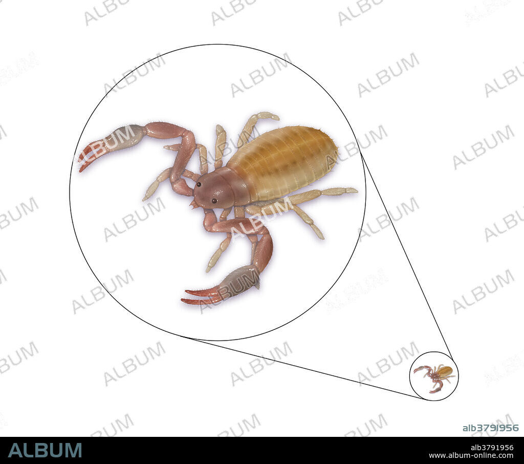 Pseudoscorpion, a small arachnid, life sized and enlarged view.
