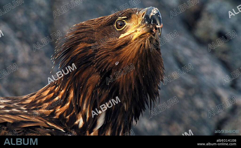 NORDIC WILD, 2011, directed by TANIA DORRITY. Copyright National Geographic Channel.