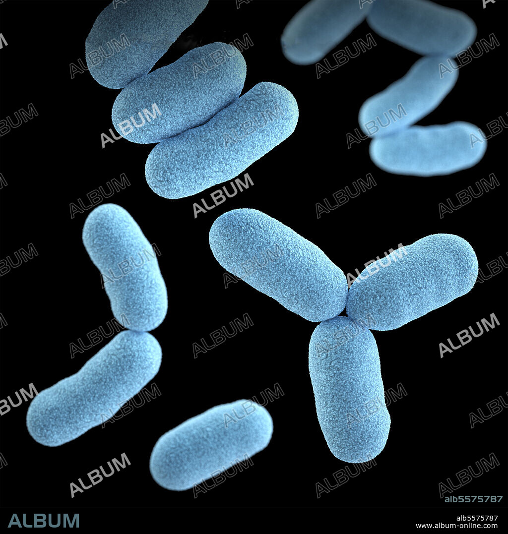 3D illustration of a group of gram-positive, Corynebacterium diphtheriae, bacteria. This artistic recreation is based upon scanning electron microscopic (SEM) imagery.
