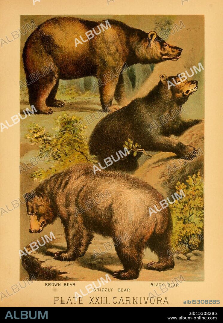 The animal kingdom, based upon the writings of the eminent naturalists, Audubon, Wallace, Brehm, Wood and others. New York, Johnson & Bailey, 1897. Mammals, zoology, American black bear, black bear, bear, Ursus americanus, Ursus americanus, Ursus americanus americanus, grizzly bear, Ursus arctos, Ursus arctos, Ursus arctos horribilis, Ursus arctos horribilis, Eurasian brown bear, brown bear, Ursus arctos arctos, The illustration features three distinct bear species displayed side by side for comparison. At the top, a robust brown bear is depicted, showcasing its muscular build and characteristic long claws. In the center, the grizzly bear stands with a notable hump on its back, exuding strength and power. The bottom section highlights a black bear, which has a more slender physique and shorter snout. Each bear is positioned to emphasize its unique characteristics, with faint details of trees and foliage in the background, enhancing the natural habitat context. The title below indicates that this is Plate XXIII of a series on carnivorous animals.
