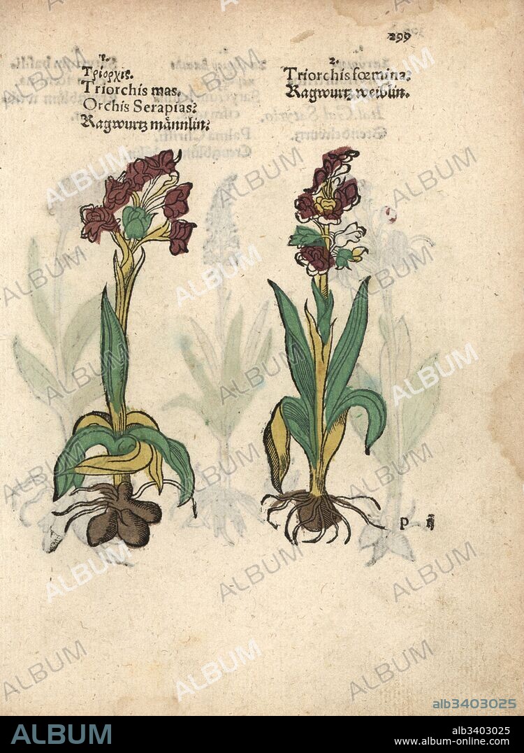Green-winged orchid, Orchis morio. Handcoloured woodblock engraving of a botanical illustration from Adam Lonicer's Krauterbuch, or Herbal, Frankfurt, 1557. This from a 17th century pirate edition or atlas of illustrations only, with captions in Latin, Greek, French, Italian, German, and in English manuscript.
