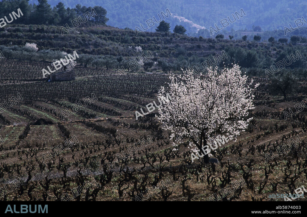 comarca de El Priorat; paisaje de vides y almendros en flor.