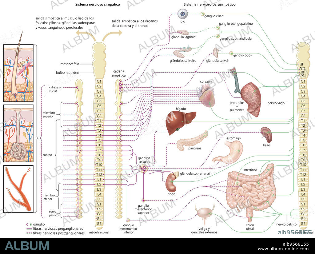 Diagram of the autonomic nervous system, showing distribution of sympathetic and parasympathetic nerves to the human body.
