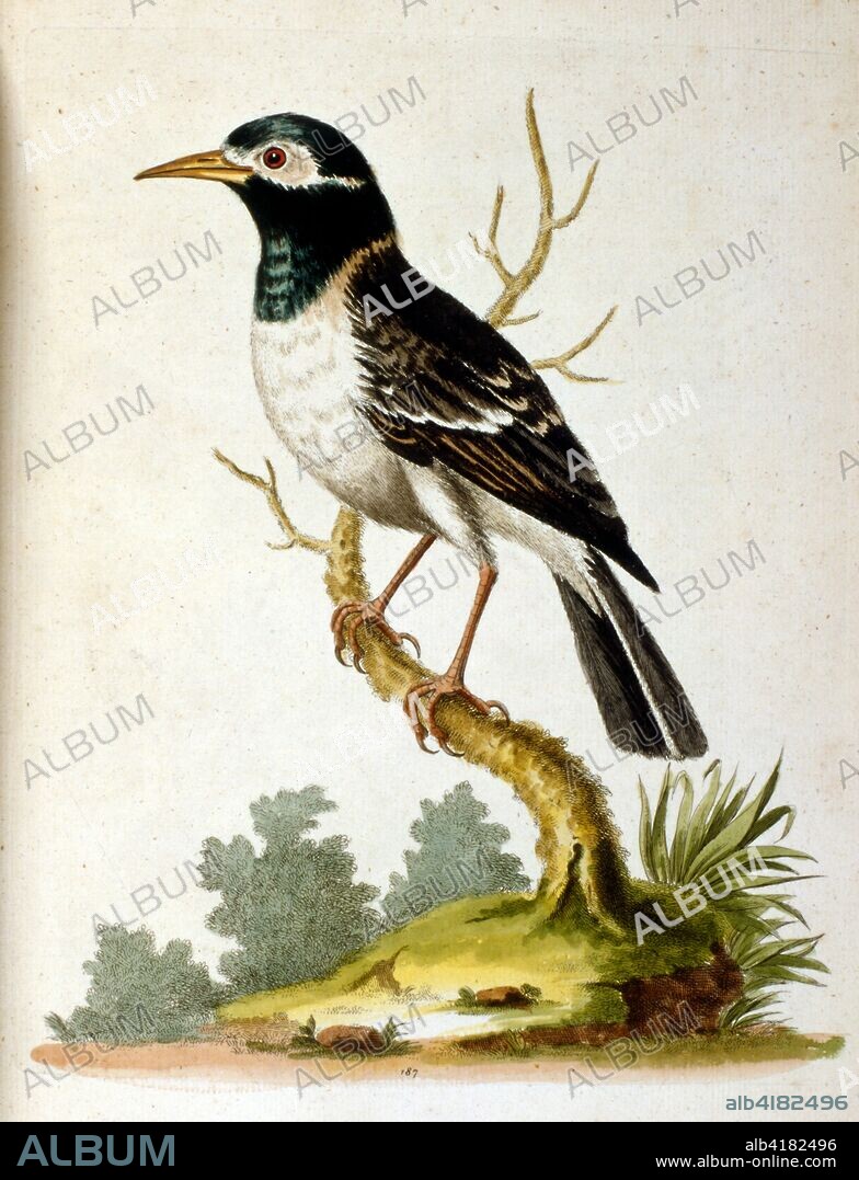 Watercolour illustration from a book of rare birds by G Edwards 1750. George Edwards (1694-1773) was a British naturalist and ornithologist. He travelled extensively through Europe, studying natural history and birds in particular. He gained some recognition for his coloured drawings, and published his first work in 1743-the first volume of A Natural History of Uncommon Birds.
