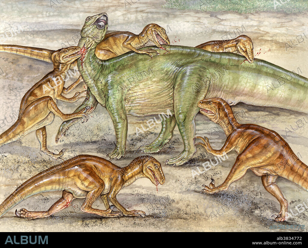 Group of Deinonychus attacking a tenontosaurus adult in the Early Cretaceous. The whiplash tail of this plant-eating hypsilophodontid, along with its heavy, clawed feet, was used for defense and was capable of injuring its attackers, but provided insufficient defense against a pack of these ferocious carnivores.