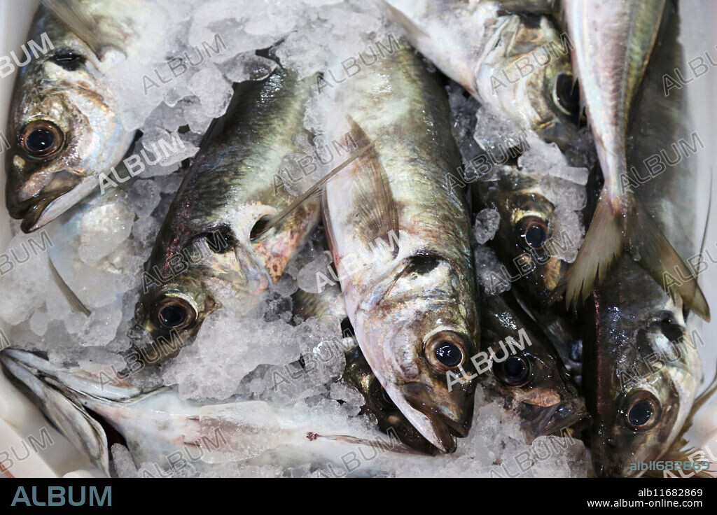 Fish auction, Fish market, Portonovo, Pontevedra province, Galicia, Spain.
