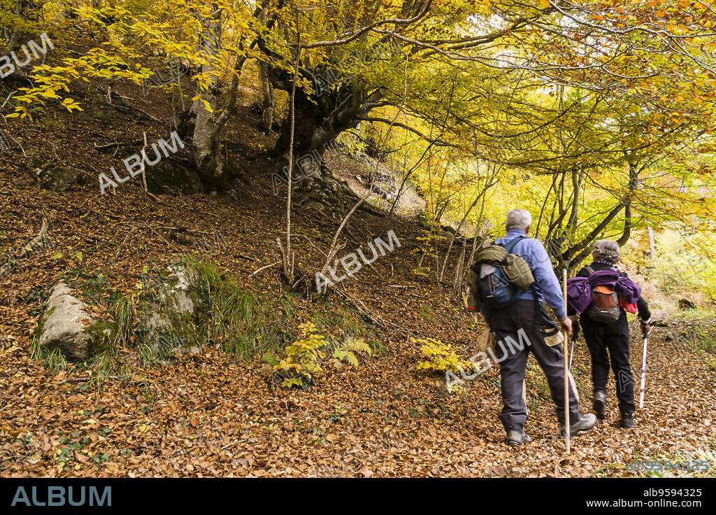 bosque de Carlac, - hayedo de Carlac-, Bausen, valle de Aran, cordillera de los Pirineos, Spain, europe.