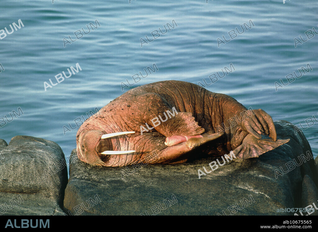 Walrus masturbating. View of a male pacific walrus (Odobenus rosmarus divergens) masturbating on a rock. Pacific walruses live in the north Pacific Ocean, around the Bering Sea. They are gregarious marine mammals, spending much of their time resting on rocks and ice floes. They use their tusks to root around on the seabed for molluscs, their main prey. Stiff whiskers around their mouth helps them feel their way around the seabed. The tusks, which are massively enlarged canine teeth, may also be used in social interactions. Photographed on Round Island, Alaska, USA.
