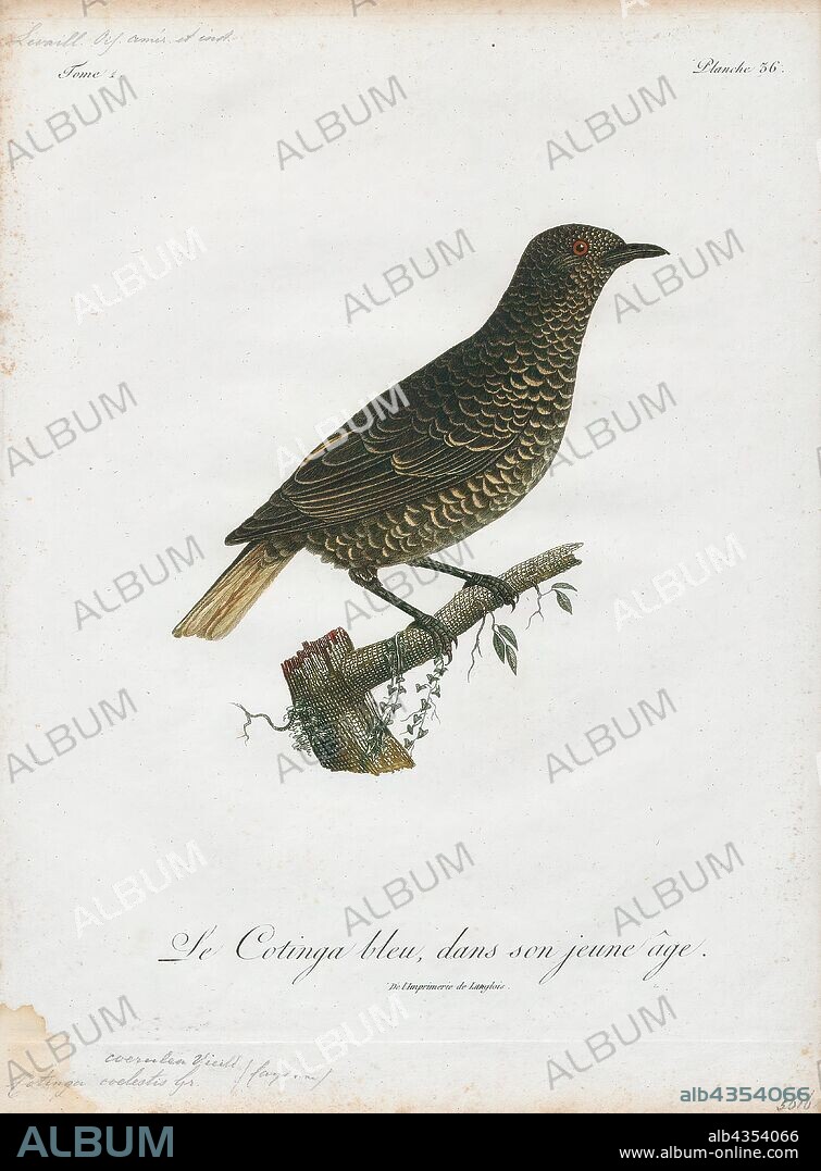 Cotinga caerulea, Print, The cotingas are a large family, Cotingidae, of suboscine passerine birds found in Central America and tropical South America. Cotingas are birds of forests or forest edges, that are primary frugivorous. They all have broad bills with hooked tips, rounded wings, and strong legs. They range in size from 12–13 cm (4.7–5.1 in) of the fiery-throated fruiteater (Pipreola chlorolepidota) up to 48–51 cm (19–20 in) of the Amazonian umbrellabird (Cephalopterus ornatus)., 1801.