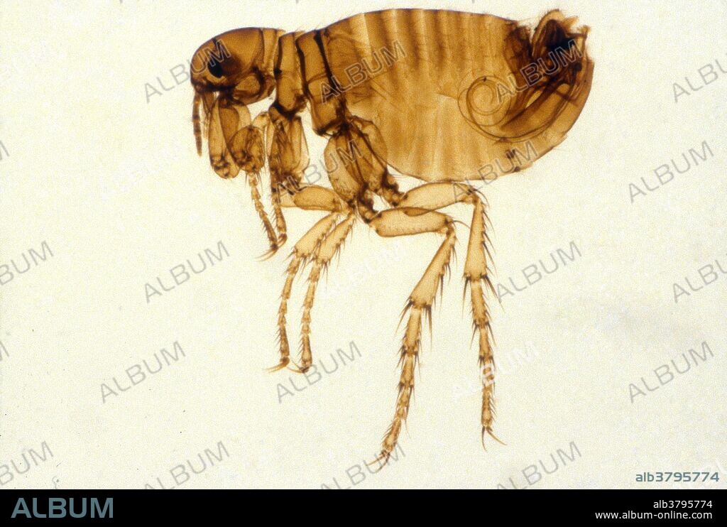 Human flea (pulex irritans). Fleas are tiny wingless blood-sucking insects with laterally compressed bodies and long legs adapted for jumping. The bites of human fleas are irritating, but, unlike other species of flea, they are not responsible for the transmission of disease.