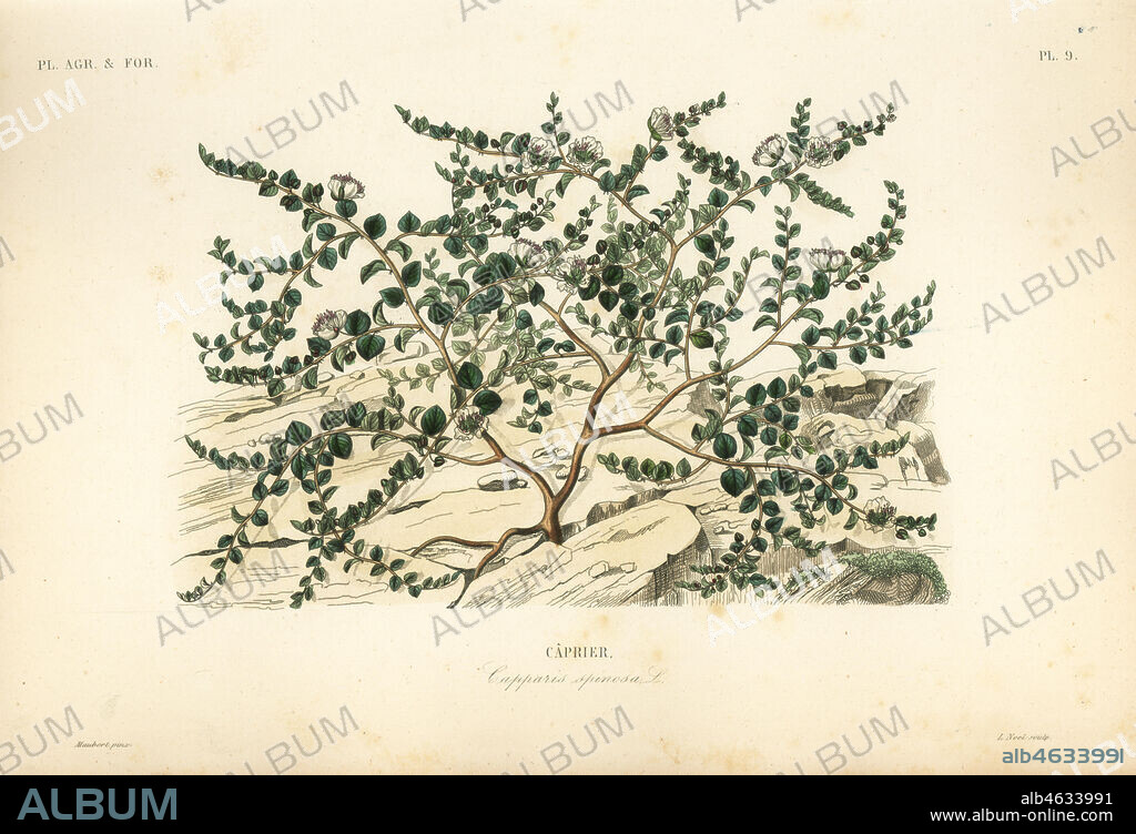 Caper bush or Flinders rose, Capparis spinosa, Caprier. Handcoloured steel engraving by Alphonse-Leon Noel after a botanical illustration by Edouard Maubert from Pierre Oscar Reveil, A. Dupuis, Fr. Gerard and Francois Herincqs La Regne Vegetal: Planets Agricoles et Forestieres, L. Guerin, Paris, 1864-1871.