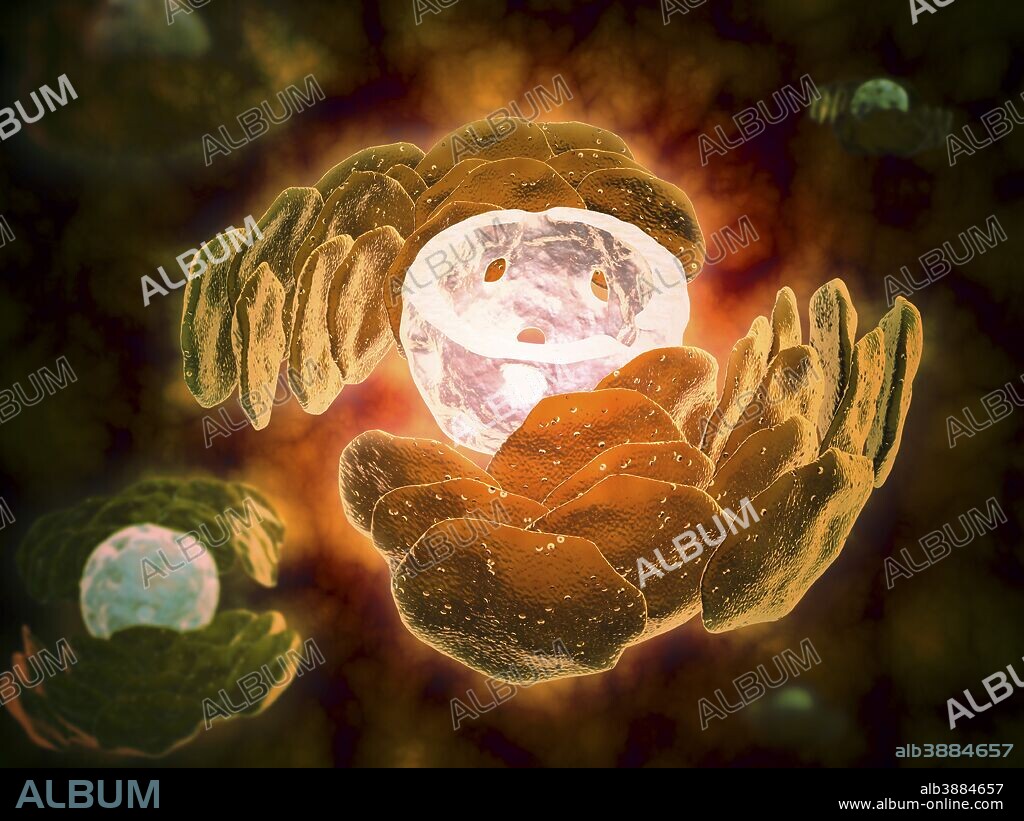 Conceptual image of endoplasmic reticulum around a cell nucleus. Endoplasmic reticulum is an organelle that forms a continuous membrane system of flattened sacs within the cytoplasm of a eukaryotic cell and is important in the biosynthesis, processing, and transport of proteins and lipids.