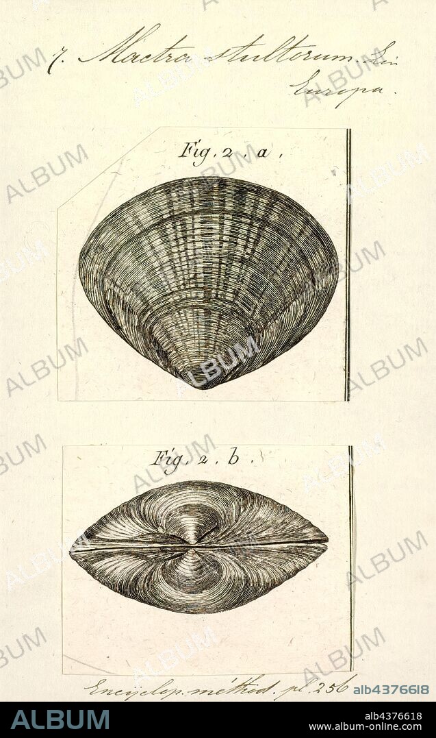 Mactra stultorum, Print, Mactra stultorum, previously sometimes known as Mactra corallina, is a species of edible saltwater clam, a marine bivalve mollusc in the family Mactridae, the trough shells.