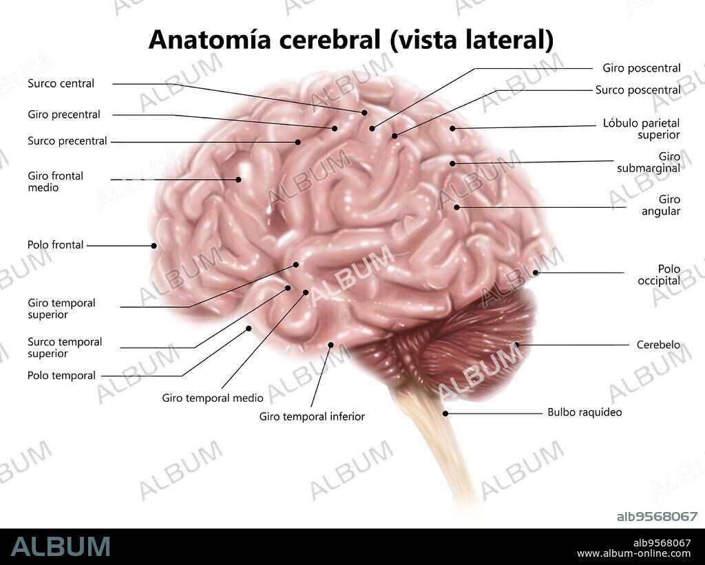Human brain anatomy, lateral view.