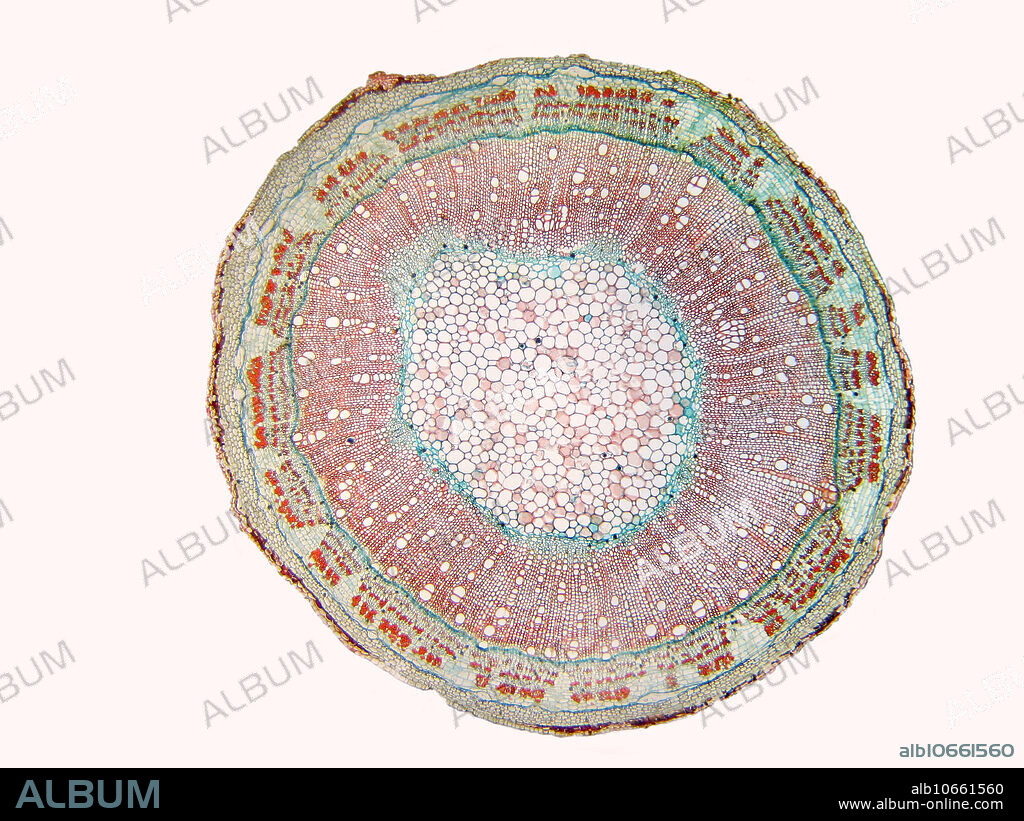 Cross section of a Hibiscus syriacus stem. Magnification 25X when printed at 10 cm.