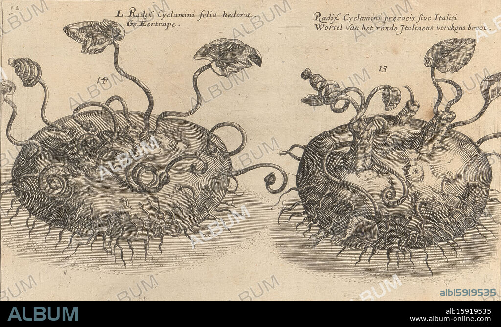Neapolitan cyclamen and roots, Radix cyclamini folio hedera / Eertrape (title on object), Radix cyclamini precocis sive Italici / Root of the round Italiaens verckens broot (title on object), Flower garden of autumn (series title), Autumnus horti floridi (series title), Flower garden (series title), Hortus floridus (series title), Print is part of a book., print maker: Crispijn van de Passe (II), printer: Crispijn van de Passe (II), publisher: Johannes Janssonius, print maker: Utrecht, printer: Utrecht, publisher: Arnhem, 1617, paper, engraving, height 135 mm × width 213 mm, print.
