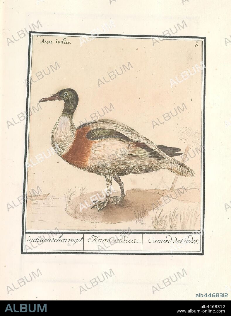 Indian runny duck (Anas platyrhynchos), Indian bird. / Anas indica. / Canard des indes. (title on object), Duck, probably the Indian walking duck. Numbered top right: 7. Top left the Latin name. Part of the third album with drawings of birds. Fifth of twelve albums with drawings of animals, birds and plants known around 1600, commissioned by Emperor Rudolf II. With explanations in Dutch, Latin and French, Anselmus Boetius de Boodt, 1596 - 1610, paper, watercolor (paint), deck paint, pencil, chalk, ink, pen, h 192 mm Ã— w 176 mm.