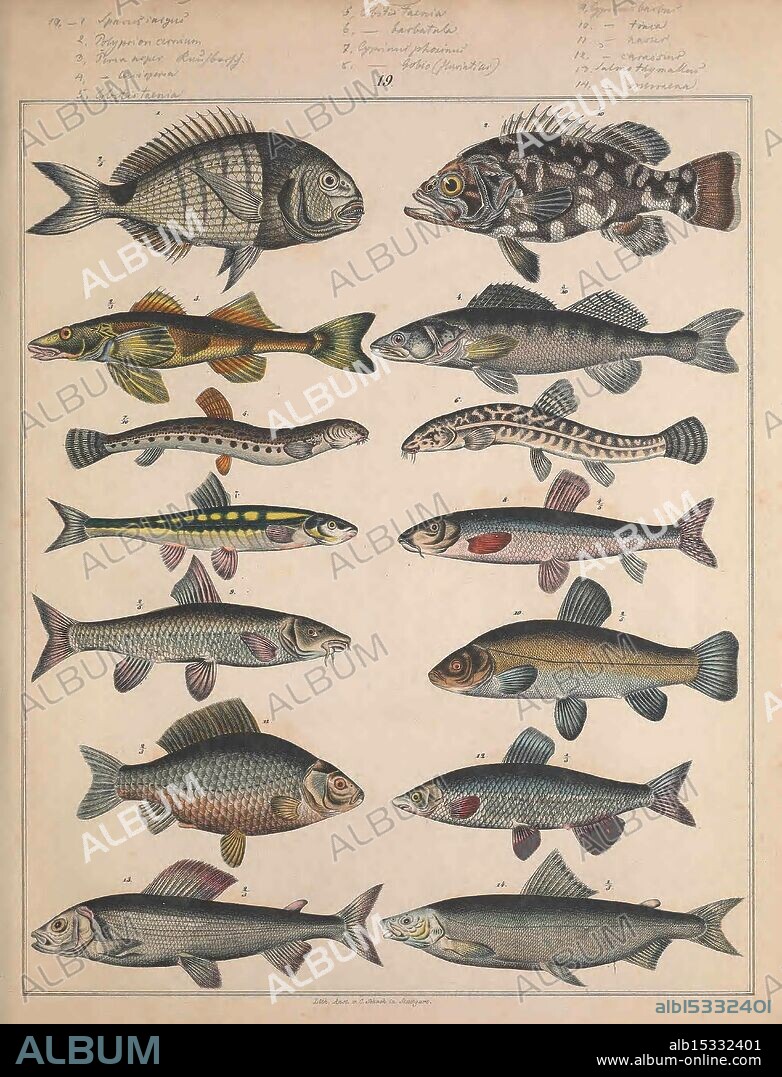Naturgeschichte des Thierreichs, Stuttgart, Scheitlin & Krais, 1851, textbooks, zoology, sea life, fish, A detailed illustration displays a variety of fish species, arranged in a grid format. The top row features distinct types of fish, including a prominent striped fish, a spiny fish, and others with unique patterns and coloration. The subsequent rows continue to showcase a diverse assortment of aquatic life, highlighting different shapes, sizes, and characteristics. Each fish is labeled with a number corresponding to a key or guide, providing identification details. The meticulous rendering captures the intricate designs and features of each fish, offering an educational glimpse into the biodiversity of aquatic species.