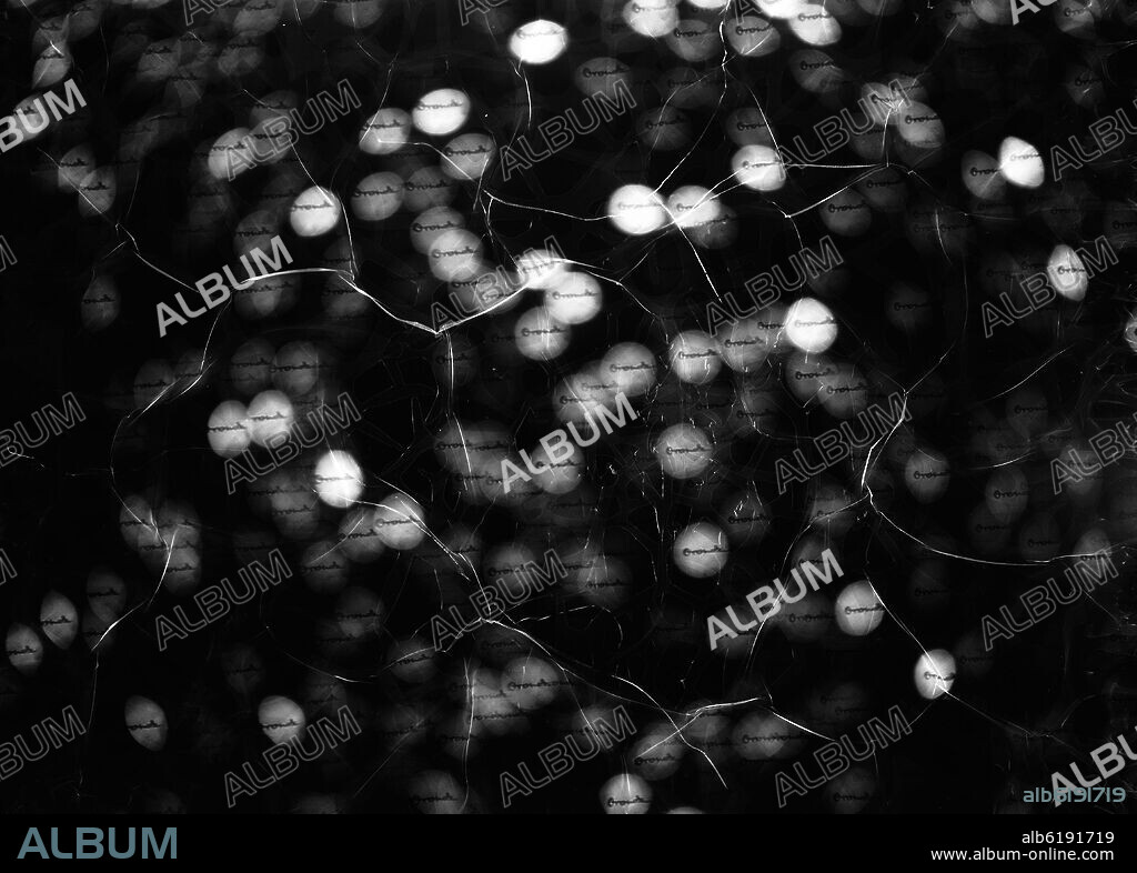 COMPOSICION LUMINICA - REFLEJOS DE MERCURIO - FOTOGRAFIA EN BLANCO Y NEGRO - AÑOS 60.