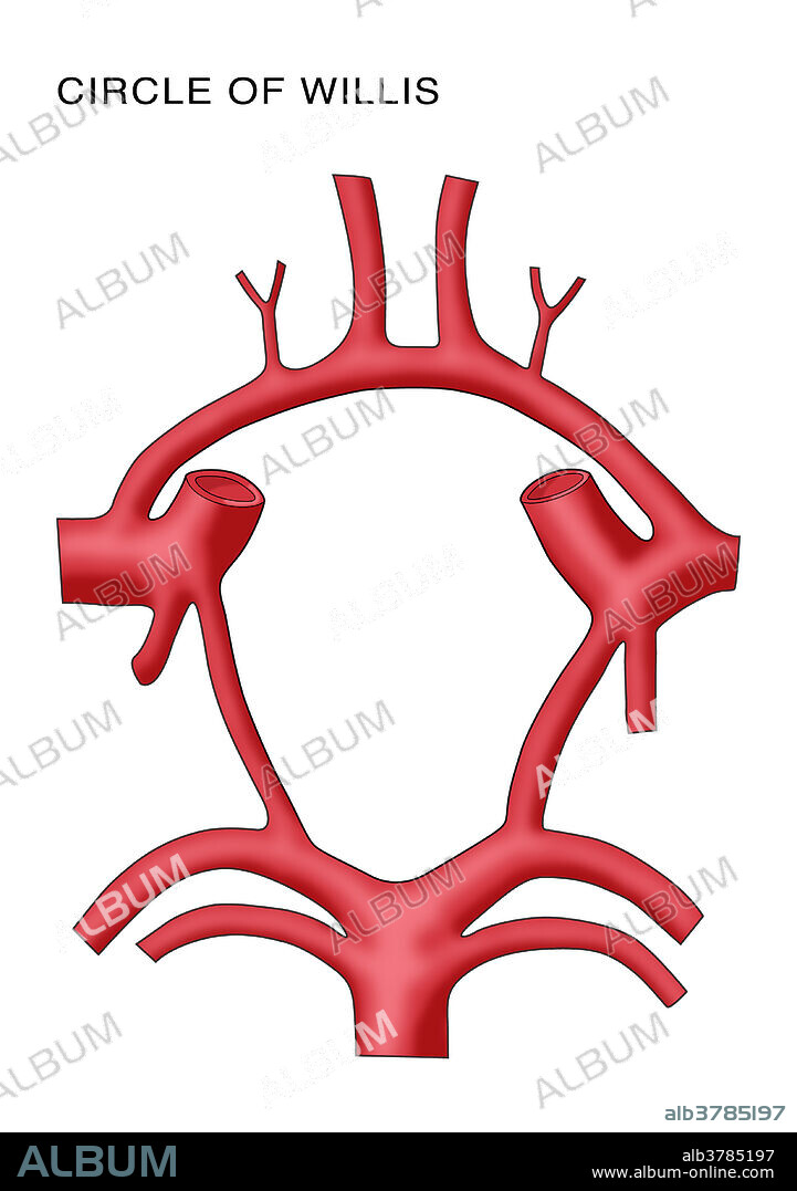 Circle of Willis. The circle of Willis (also called Willis' circle, loop of Willis, cerebral arterial circle, and Willis polygon) is a circulatory anastomosis that supplies blood to the brain and surrounding structures. It is named after Thomas Willis (1621-1675), an English physician.