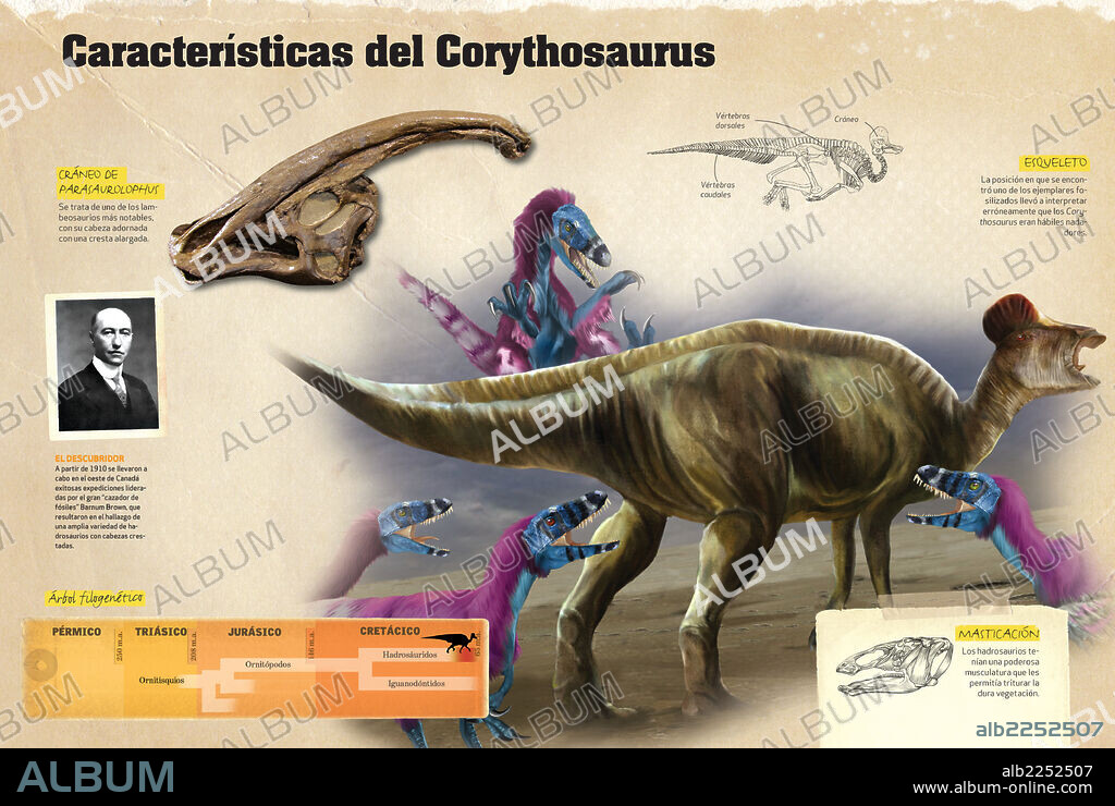 Características del Corythosaurus. Infografía donde se muestran características del Coritosaurio, dinosaurios del Cretácico, como su esqueleto, su árbol filogenético y su descubridor.