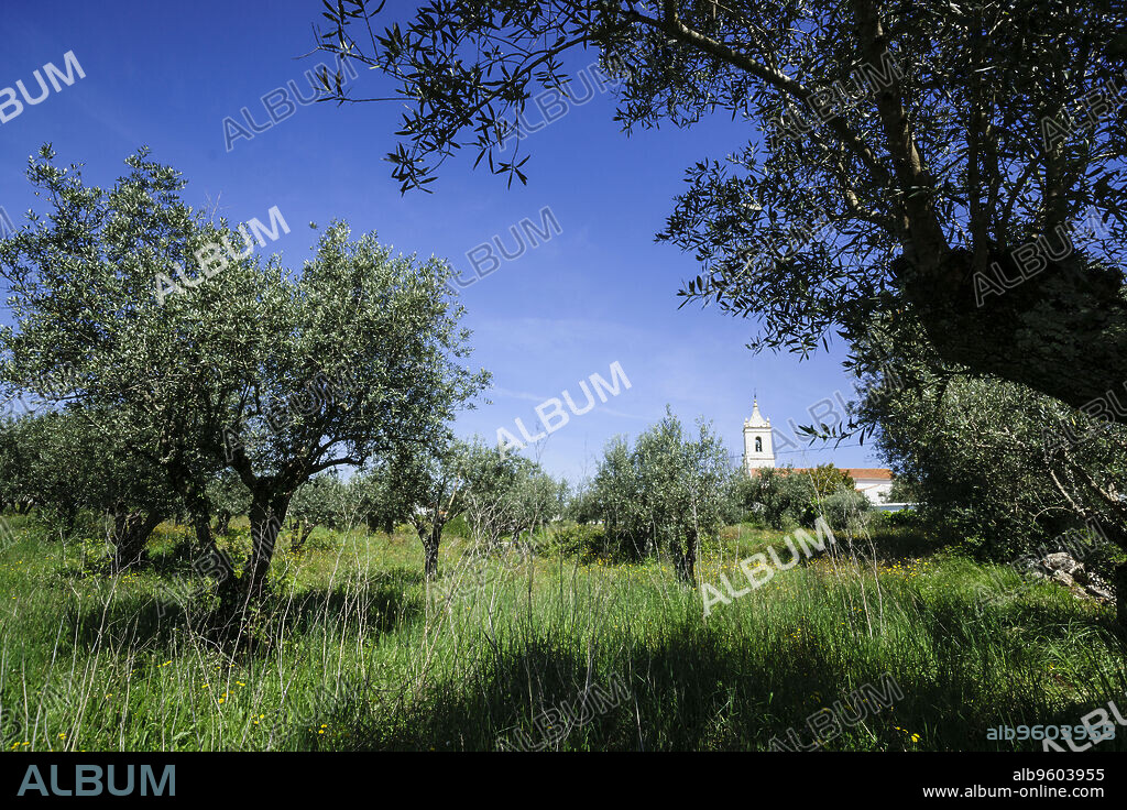 alrededores de Condeixa-a-Vella, distrito de Coimbra, Portugal, europa.