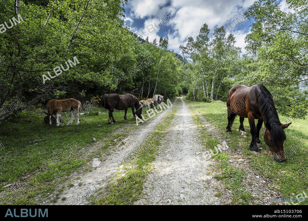 horses on the Canalada track, Pallars Sobirà region, Lleida, Catalonia, Spain.