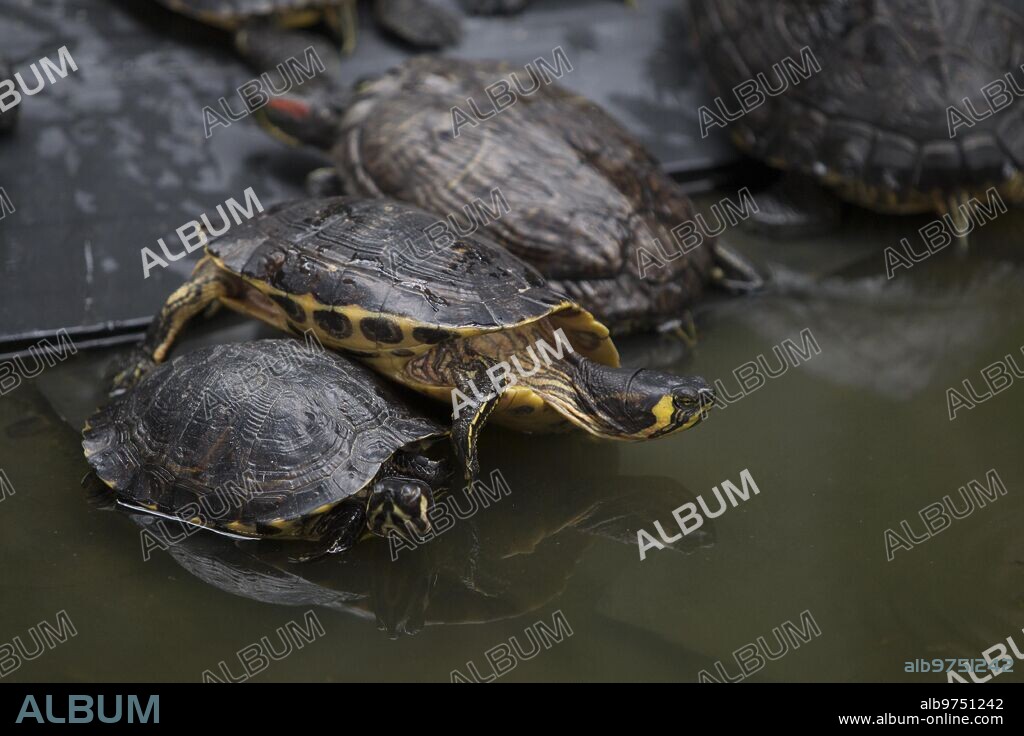 Madrid, 01/21/2016. Turtles in the Atocha Station pond. Photo: Isabel Permuy ARCHDC.