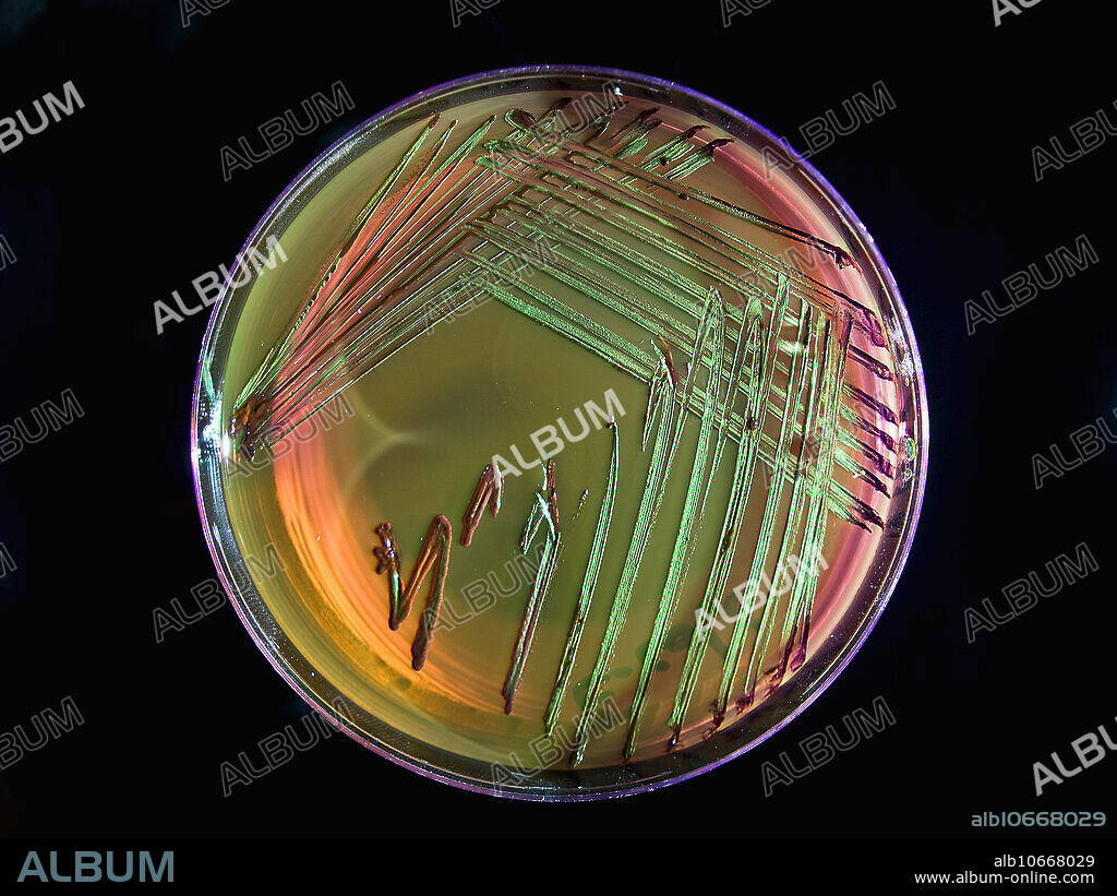 Macro image of Escherichia coli (E. coli) bacteria growing on bile salt agar.