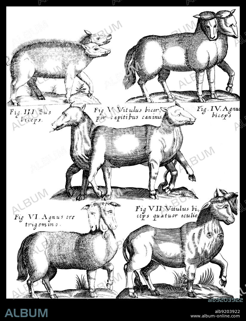 Bicephaly, Two-Headed Mammals, 1622
