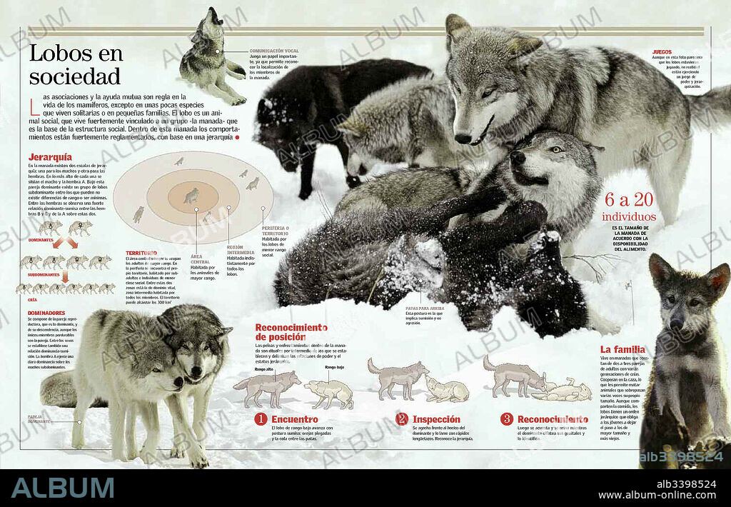 Lobos en sociedad. Infografía sobre el comportamiento social de los lobos.
