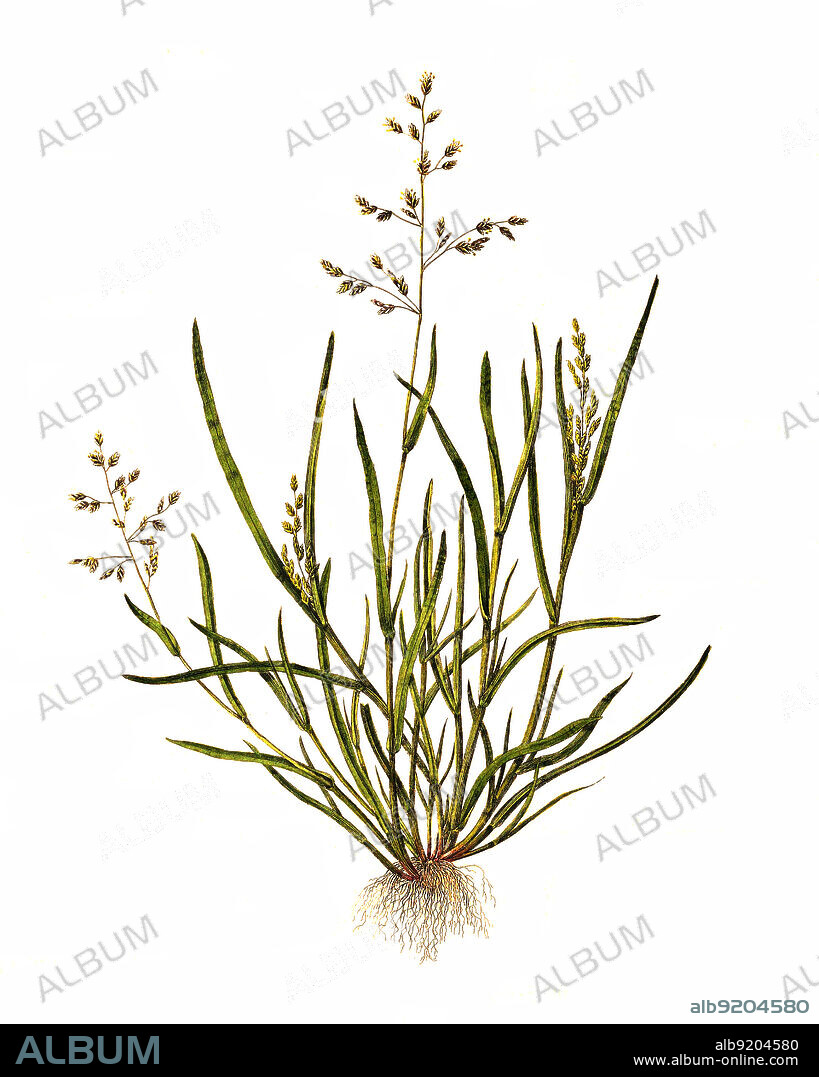 Das Einjährige Rispengras, Poa annua, ist wahrscheinlich das am weitesten verbreitete und häufigste Süßgras überhaupt / Poa annua, or annual meadow grass, annual bluegrass or simply poa, is a widespread low-growing turfgrass in temperate climates.